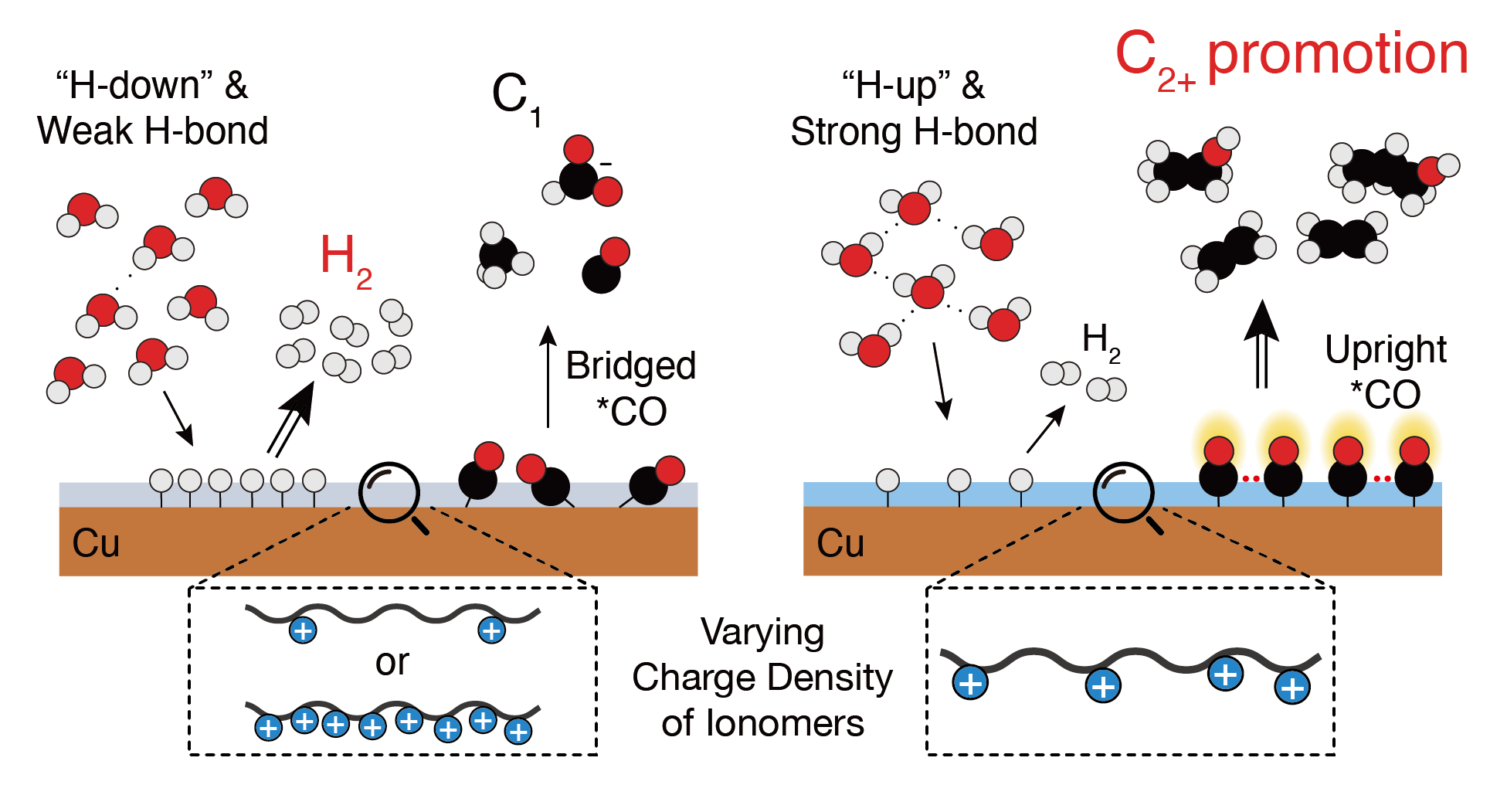 Ionomer Charge Density Modulates Interfacial Water and Reaction Intermediates for CO<sub>2</sub> Electrolysis to C<sub>2</sub> Products